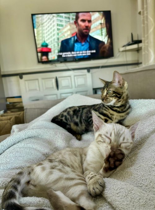 Cleo und Cindy liegen gemeinsam vor dem Fernseher